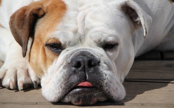 English Bulldog floor English Bulldog lying on floor