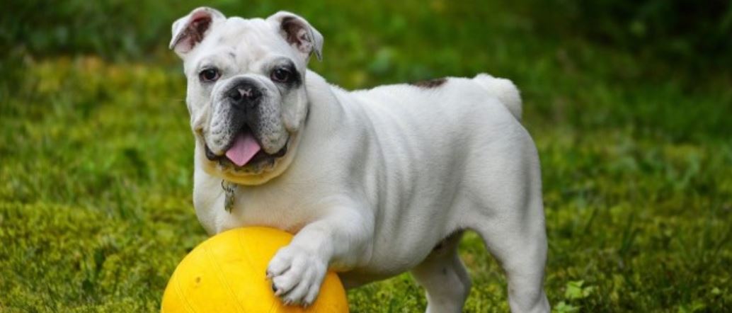 English bulldog header English bulldog health issues