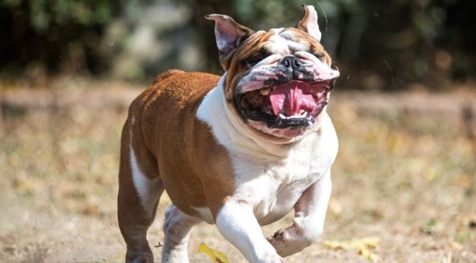 English Bulldog running English Bulldog running with unique face