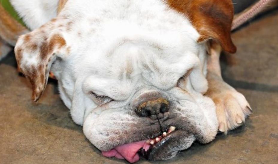 English Bulldog sleeping English Bulldog's face collapses