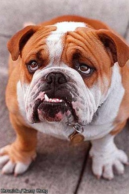 English Bulldog staring English Bulldog staring at camera