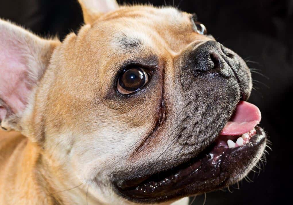 French Bulldogs Common Health Issues | Prudent Pet Insurance