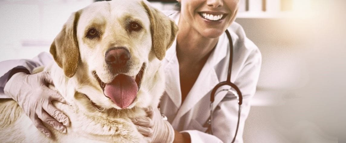 Golden Retriever exam Golden Retriever annual vet exam