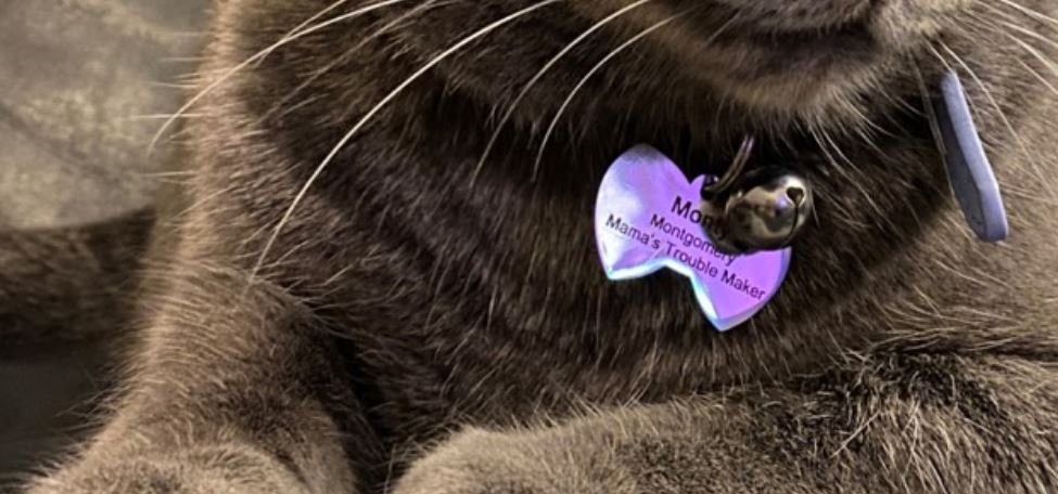 Monty header Monty's name tag closeup