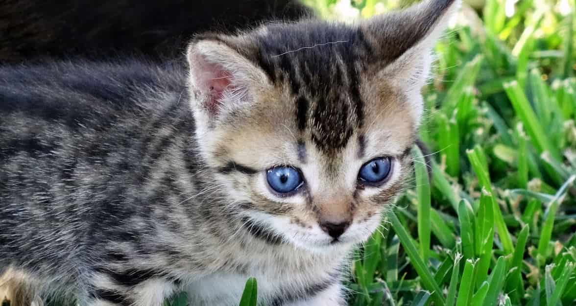 Outside Cat Blue eyed cat outdoor