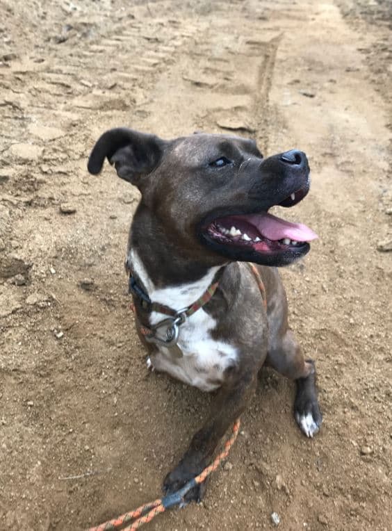 Quarter Quarter Prudent Pet plays outdoor
