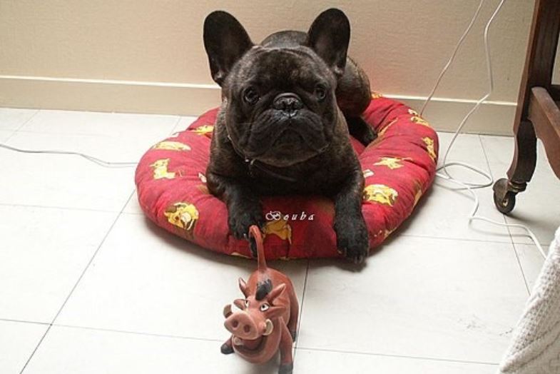 French Bulldog Toy French Bulldog with a toy