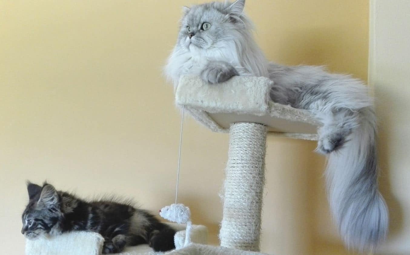 Two Cats on Tower 2 cats stay on the cat tower
