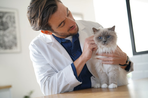 Vet cat Male vet checking a cat