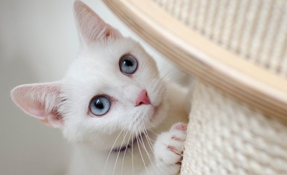 Why Cats Scratch Themselves and When to Worry Prudent Pet Insurance