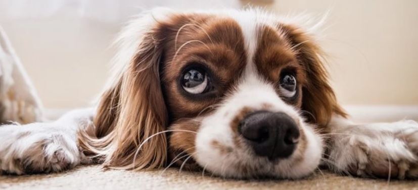 ACL header Small dog lying on the floor