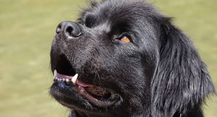 Black dog Black dog looking up in front of lake