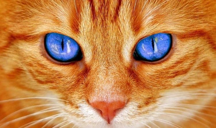 Blue cat Blue eyed cat closeup