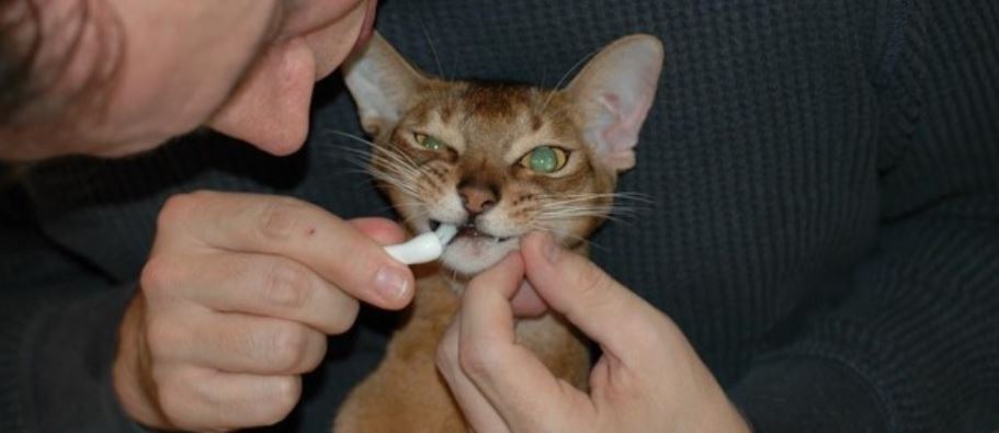 Cat brush header Man brushing cat's teeth