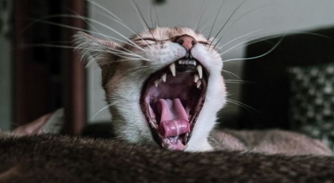 Cat mouth open Cat opens mouth to show teeth