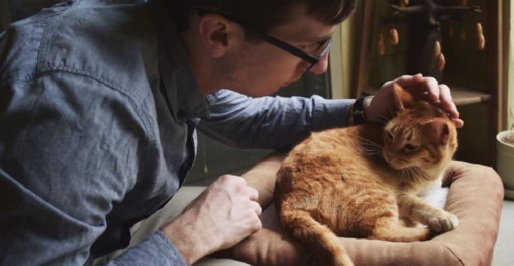 Cat and male parent Man petting his cat on sofa