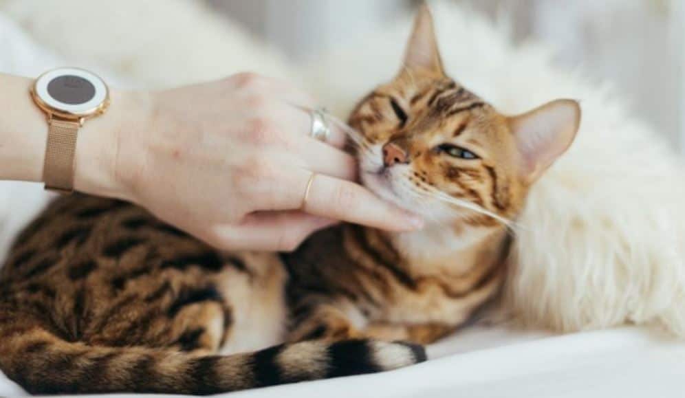 Cat petting Cat petting in white blanket