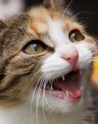 Cat showing teeth Cat shows teeth in mouth