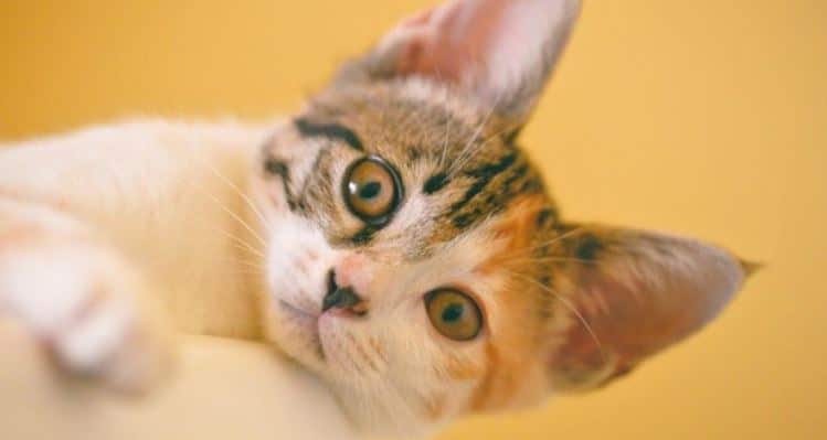 Cat yellow Cat in the yellow background