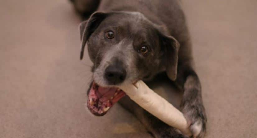 Chewing Bone Labrador chewing bone