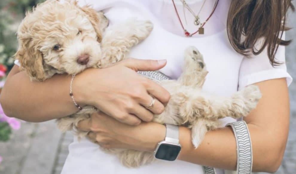 Dog arm woman Woman holds her dog in her arms