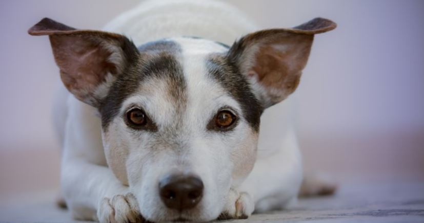 Dog ears stand White dog with characteristic ears