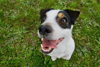Dog Funny Face Dog shows a funny face