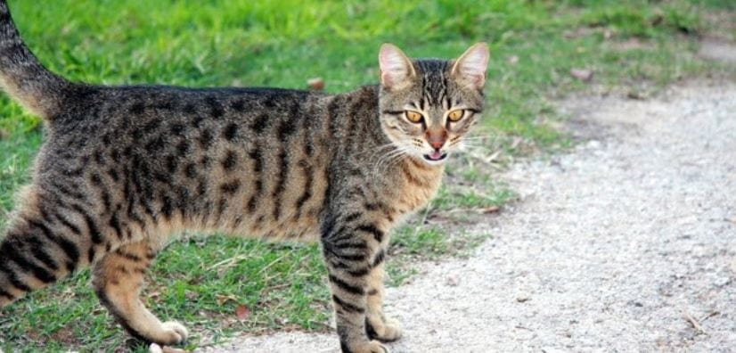 Domestic Feline Domestic cat walks outdoors