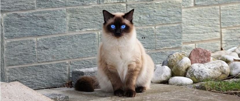 Fluffy Kitten Header Blue eyed kitten on the street