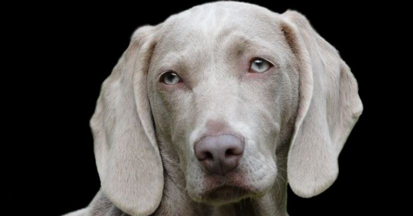 Grey dog Grey dog in black background