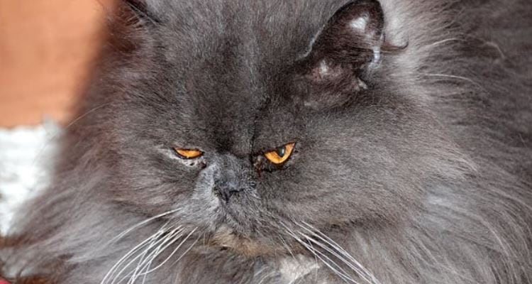 Grey grumpy Grey grumpy cat with left eye issue
