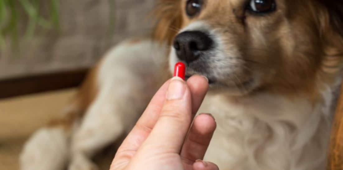 Pill dog header Dog looks at a red pill in hand