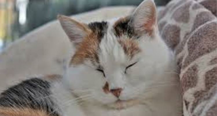 The Cat Slow Blink — What It Means Catster