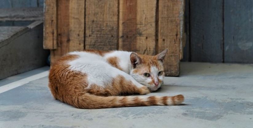 Cat on Concrete Brown and white-colored cat outdoors
