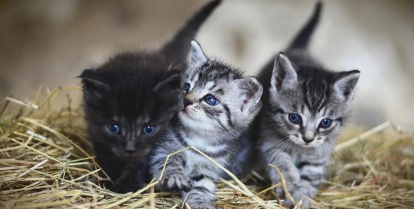 Newborn Kittens Three new born kittens