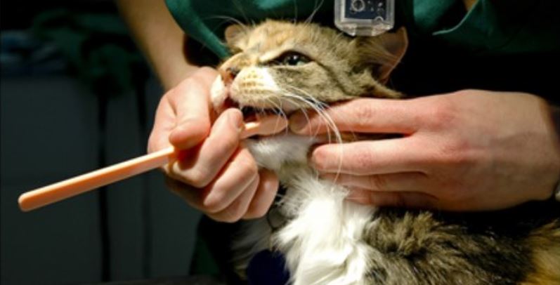 Vet brush cat Vet brushes cat's teeth