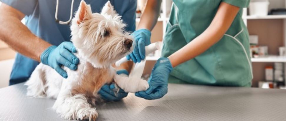 Vets dog header Puppy visiting vets