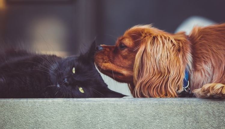 Black cat dog Dog sniffing cat outdoor