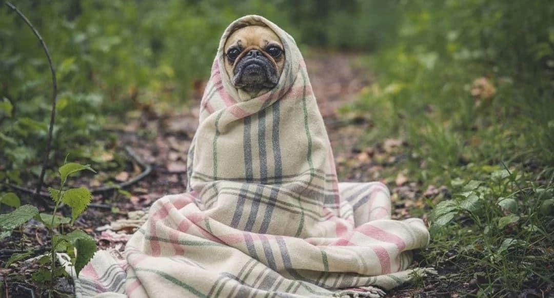 Blanket Rolled Pug rolled with a blanket