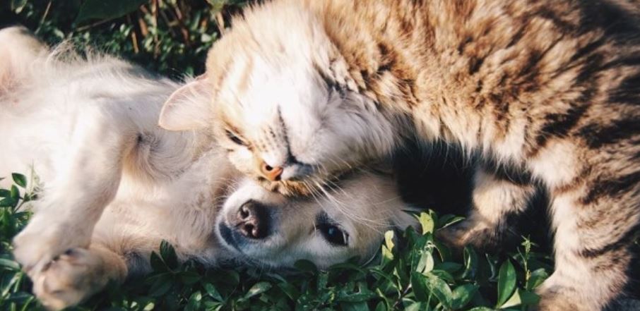 Cancer pets header cat and dog lying on plants