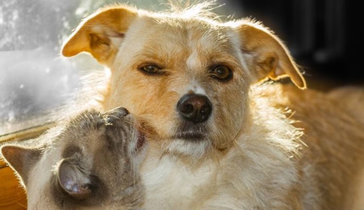 Cat licks dog Cat licks dog's face