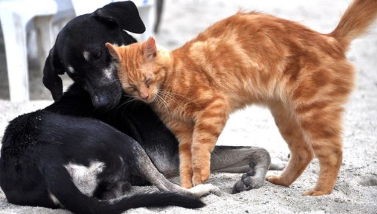 Cat rubbing dog Cat and dog at the beach