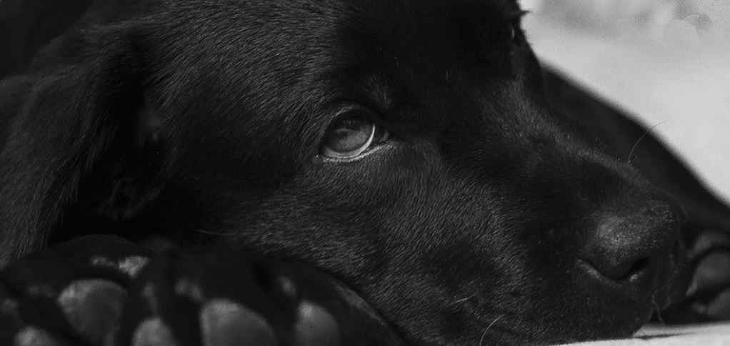 Dog Throwup Header Black dog seems tired and sleepy