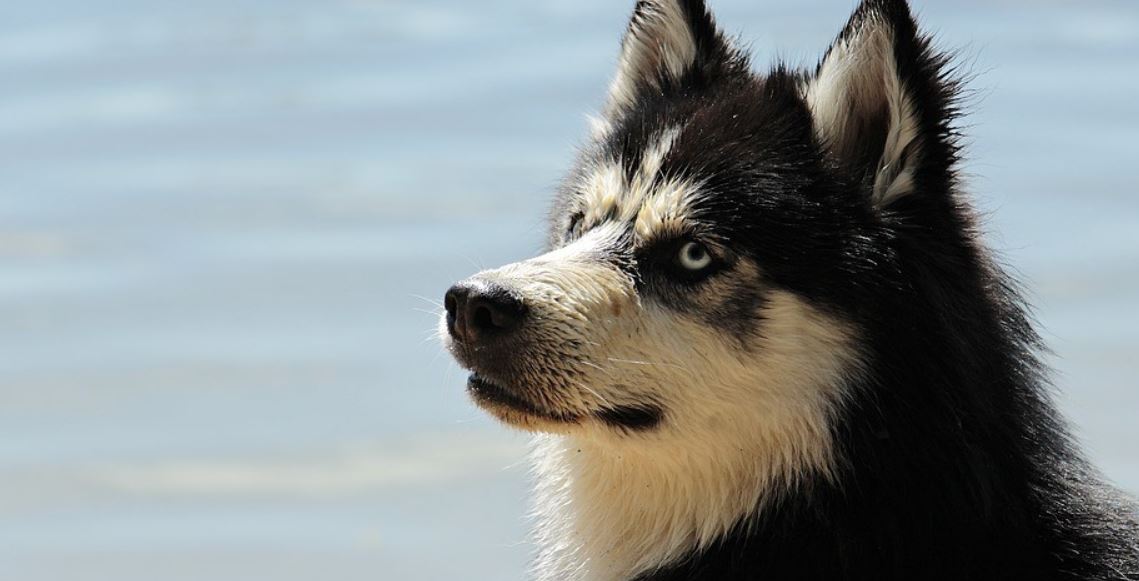 Husky Lake Husky stays at lake