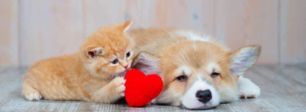 Insurance Policy Header Cat and dog hold a heart object