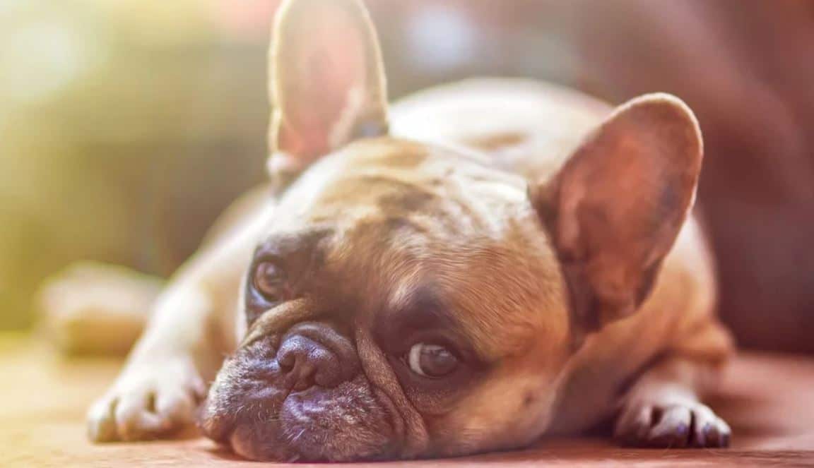 Sunshine Dog Dog takes sunbath