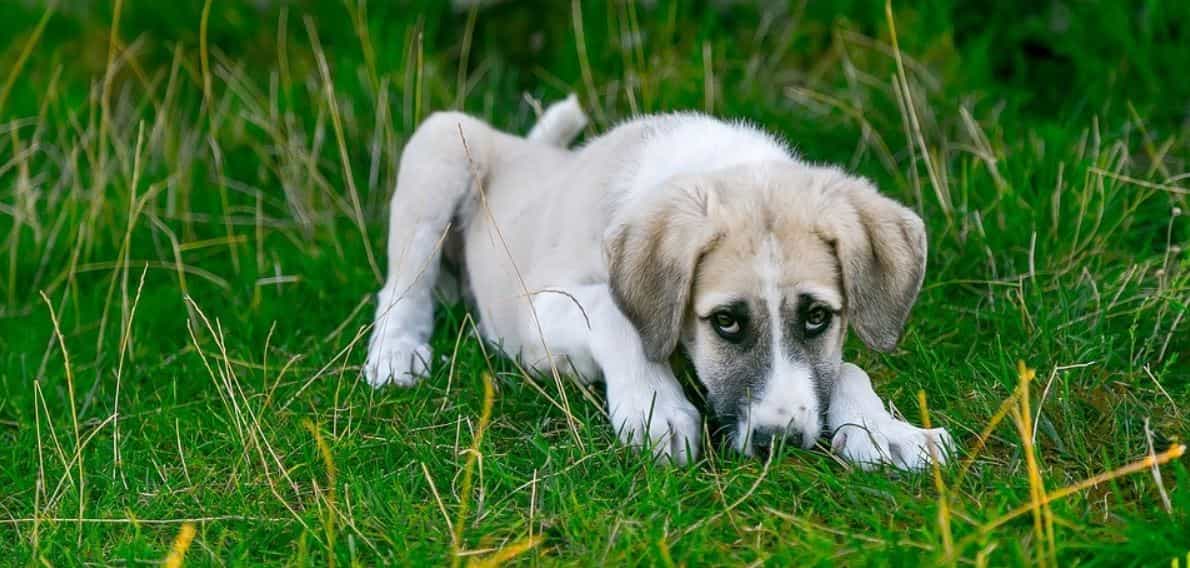 White Dog Grass White dog lies on grass outdoor