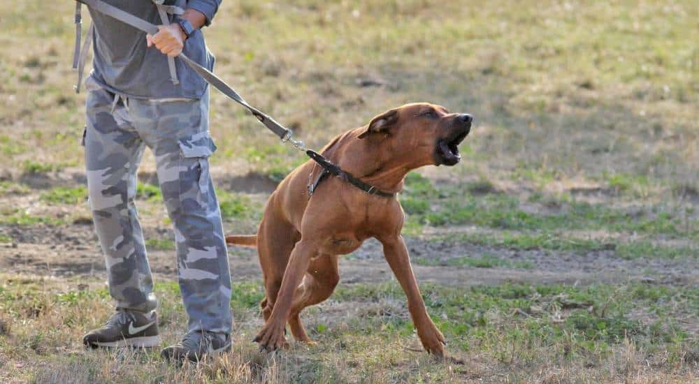 Keeping Your Cool When Your Dog is Barking Brown dog barking on leash