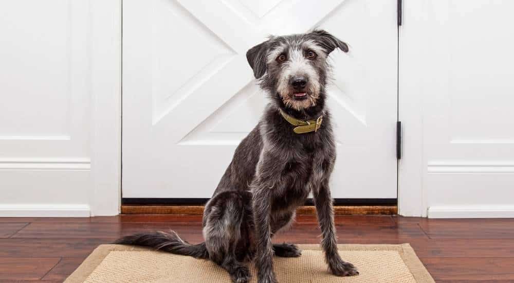 Excitement at Greeting You or the Doorbell Scruffy dog waiting at the door