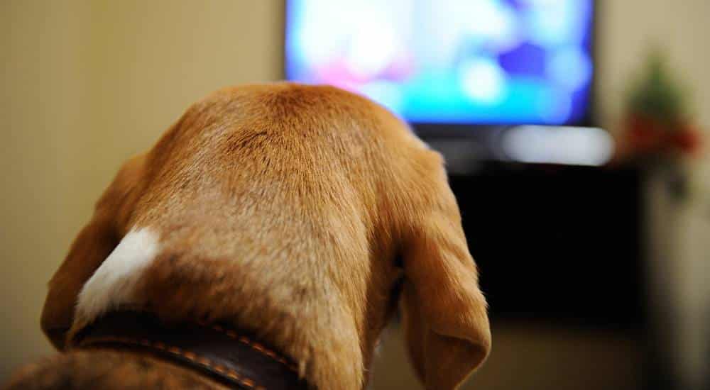 Why Is My Dog Barking at the TV? Brown dog back of head watching television